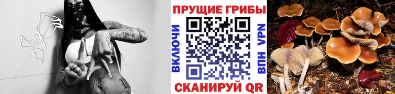 продажа наркотиков  Бахчисарай  Галлюциногенные грибы Magic Shrooms 